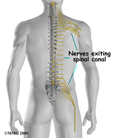 Physiotherapy in Sidney for Lower Back Pain - Anatomy
